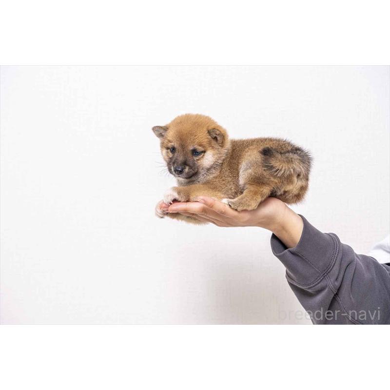 販売中の大分県の豆柴-442452の2枚目