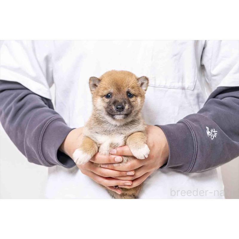 販売中の大分県の豆柴-442452の1枚目