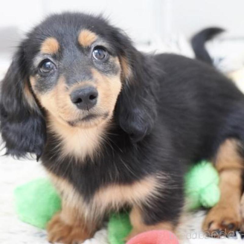 販売中の兵庫県のミニチュアダックスフンド(ロングヘアード)-415998の3枚目