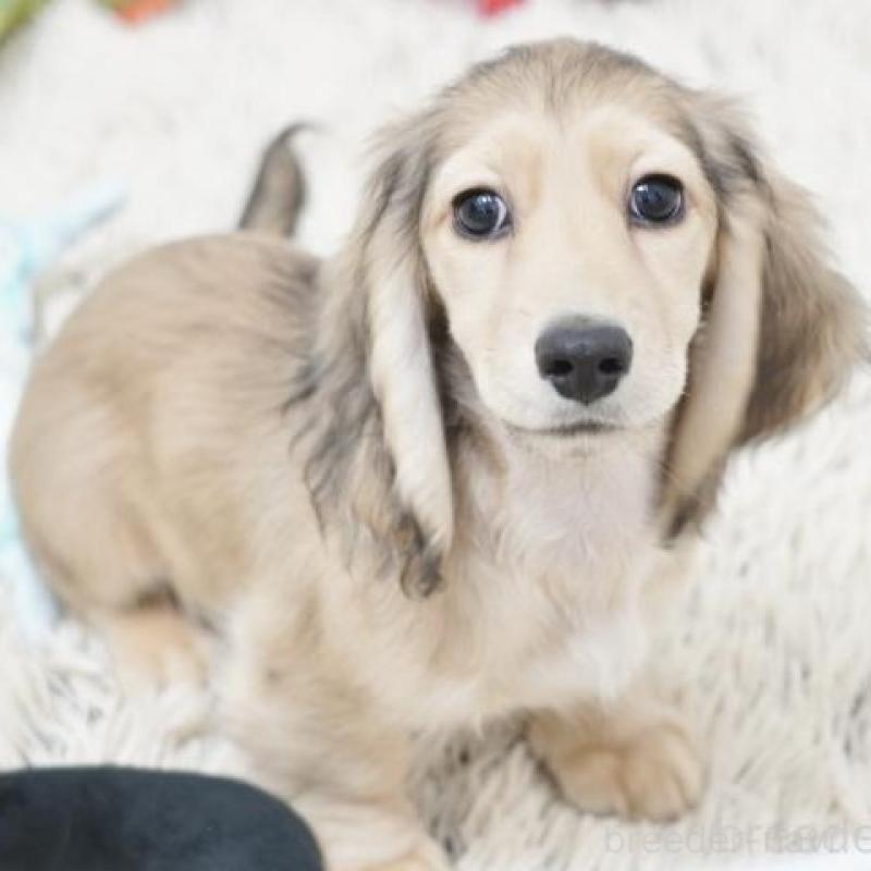 販売中の兵庫県のミニチュアダックスフンド(ロングヘアード)-420246の3枚目