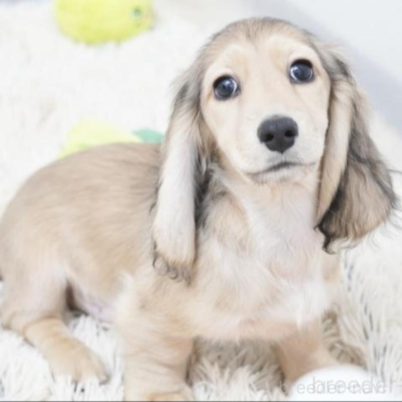 販売中の兵庫県のミニチュアダックスフンド(ロングヘアード)-420246の2枚目