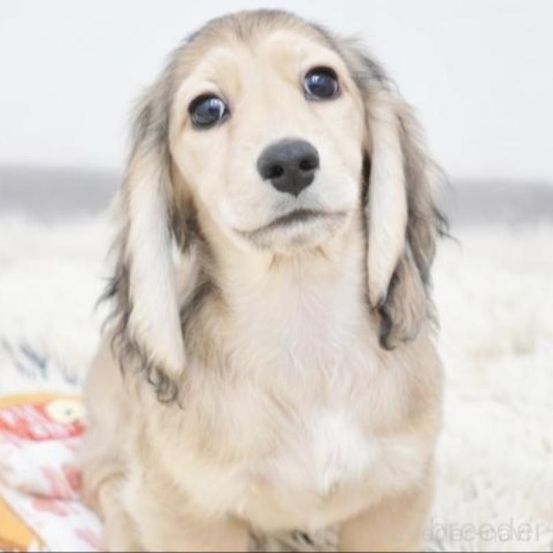 販売中の兵庫県のミニチュアダックスフンド(ロングヘアード)-420246