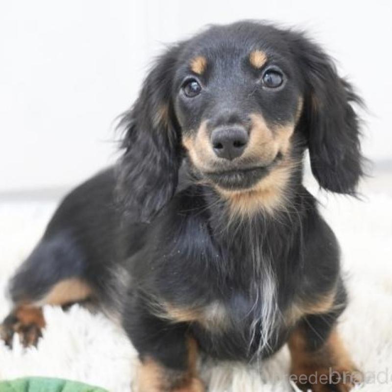 販売中の兵庫県のミニチュアダックスフンド(ロングヘアード)-416000の1枚目