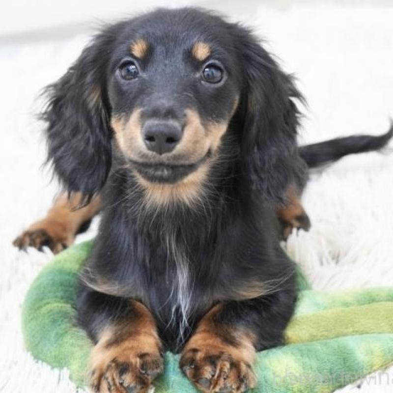 販売中の兵庫県のミニチュアダックスフンド(ロングヘアード)-416000の2枚目