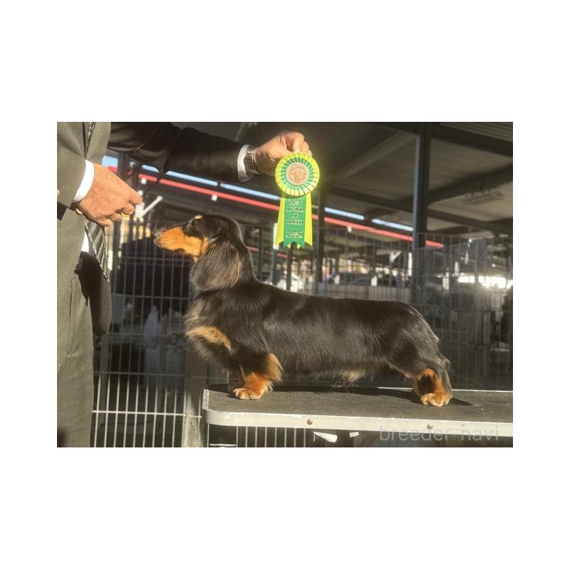 販売中の兵庫県のミニチュアダックスフンド(ロングヘアード)-428106の5枚目