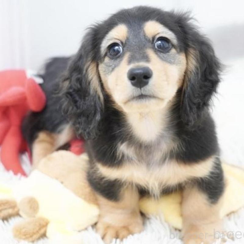 販売中の兵庫県のミニチュアダックスフンド(ロングヘアード)-428106の3枚目