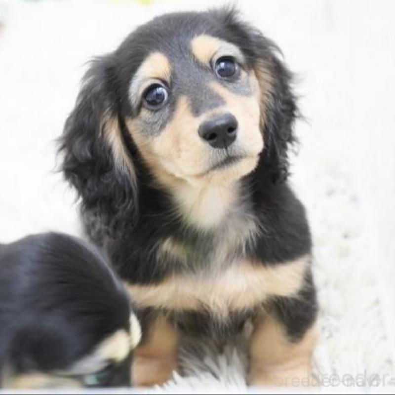 販売中の兵庫県のミニチュアダックスフンド(ロングヘアード)-428106の2枚目