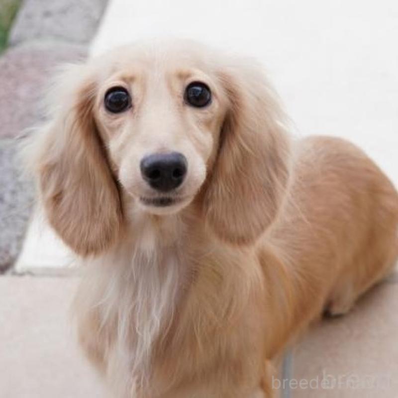 販売中の兵庫県のミニチュアダックスフンド(ロングヘアード)-428105の4枚目