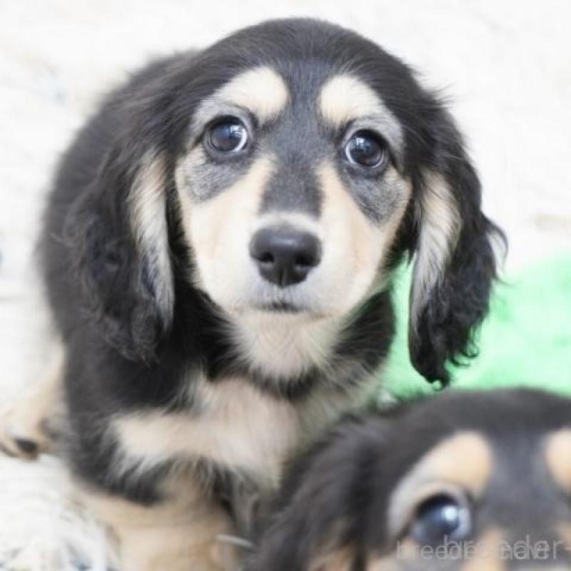 販売中の兵庫県のミニチュアダックスフンド(ロングヘアード)-428105の3枚目