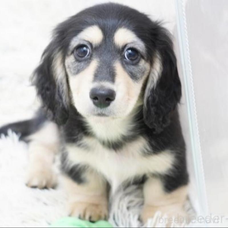 販売中の兵庫県のミニチュアダックスフンド(ロングヘアード)-428105の2枚目