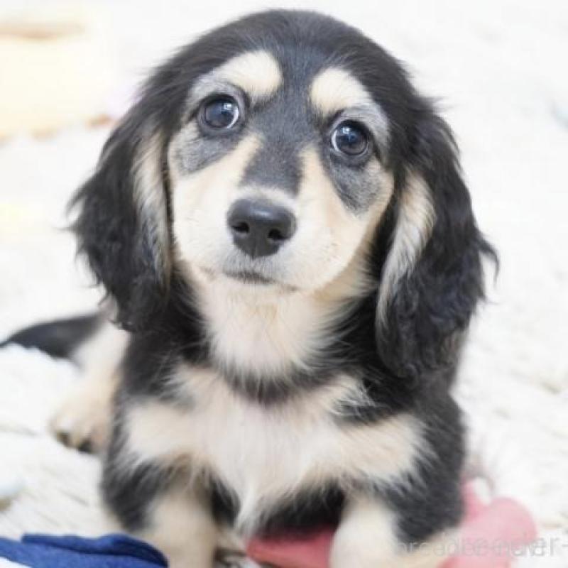 販売中の兵庫県のミニチュアダックスフンド(ロングヘアード)-428105の1枚目