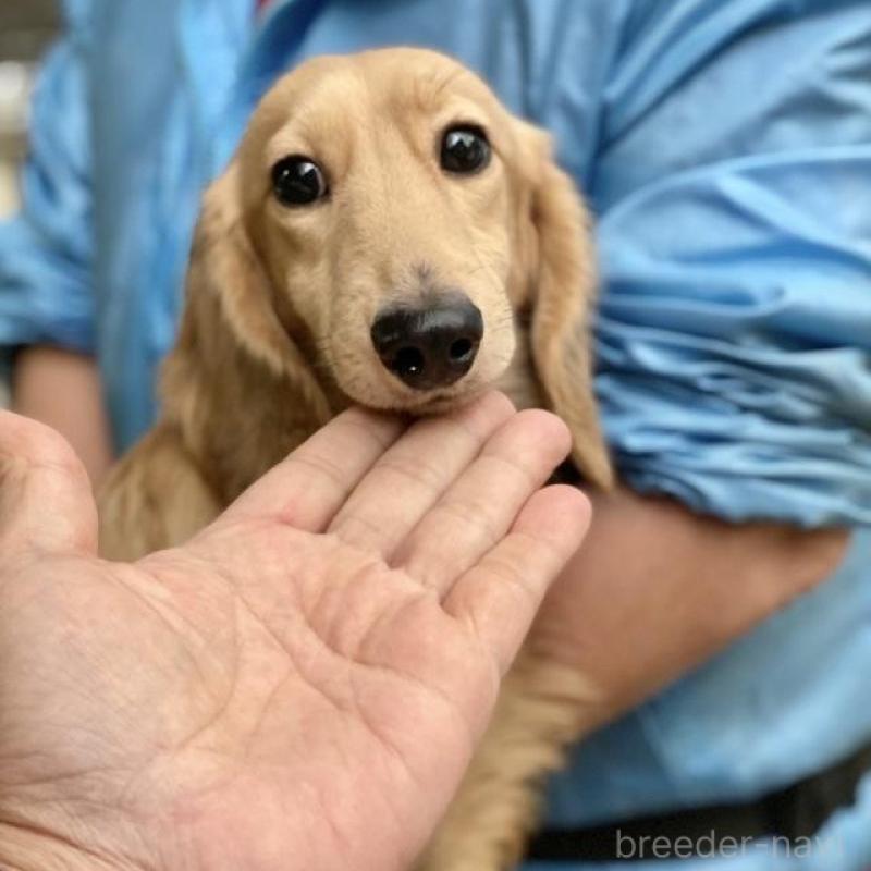 販売中の兵庫県のカニンヘンダックスフンド(ロングヘアード)-425092の5枚目