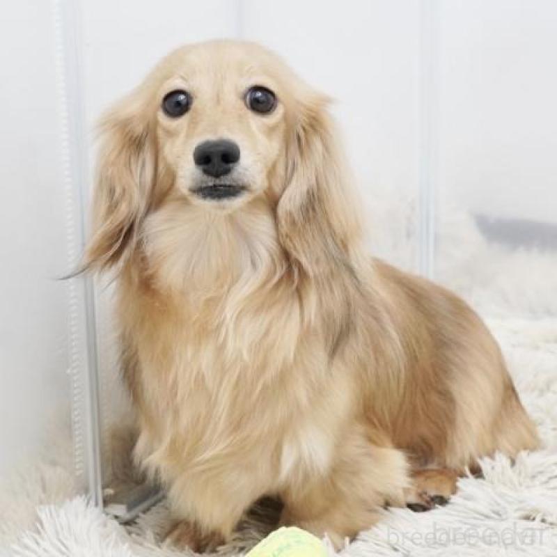 販売中の兵庫県のカニンヘンダックスフンド(ロングヘアード)-425092の4枚目