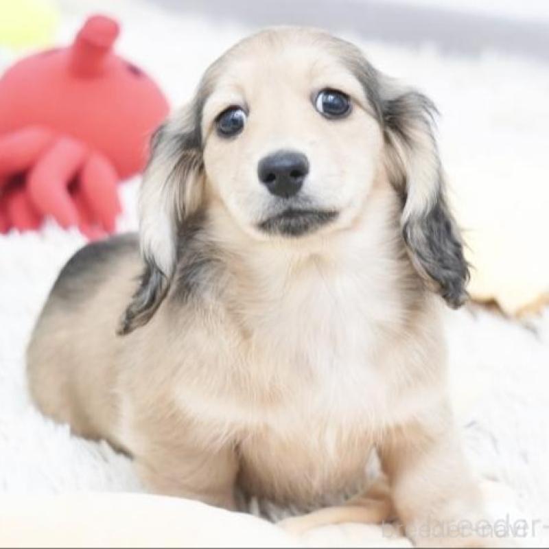 販売中の兵庫県のカニンヘンダックスフンド(ロングヘアード)-425092の3枚目