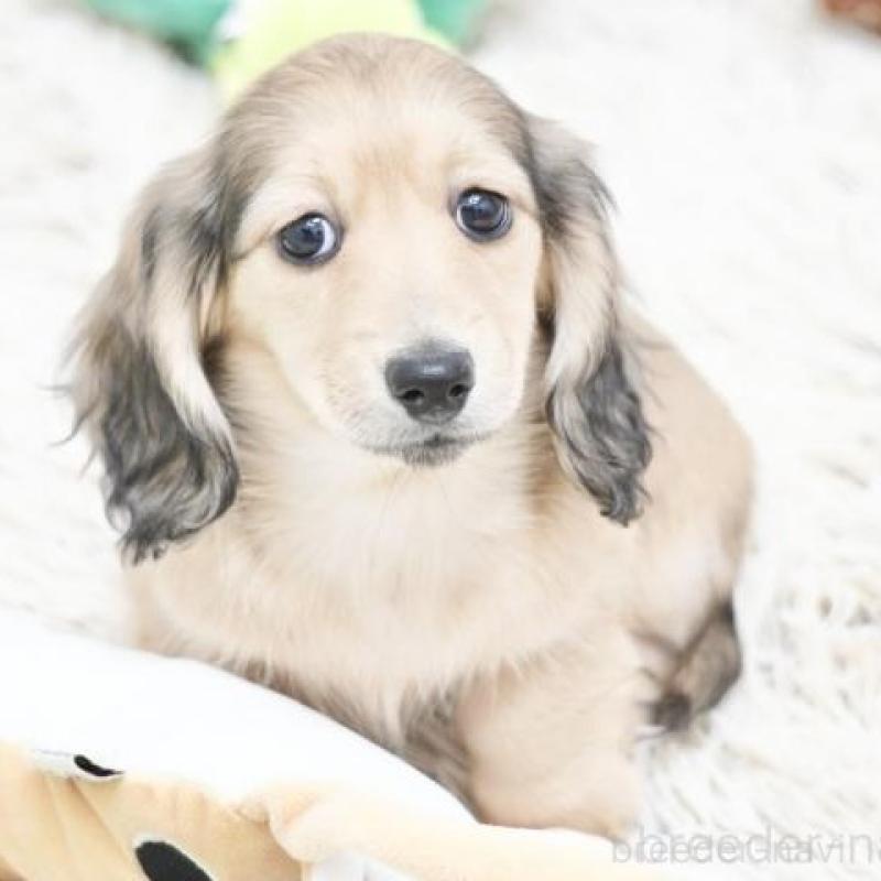 販売中の兵庫県のカニンヘンダックスフンド(ロングヘアード)-425092の2枚目