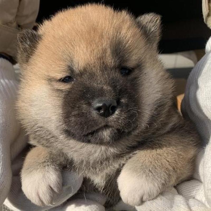 販売中の長崎県の柴犬-440564