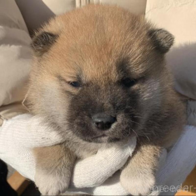 販売中の長崎県の柴犬-440564の9枚目