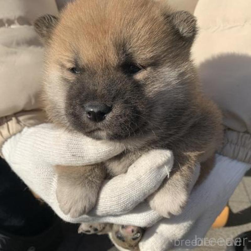 販売中の長崎県の柴犬-440564の8枚目