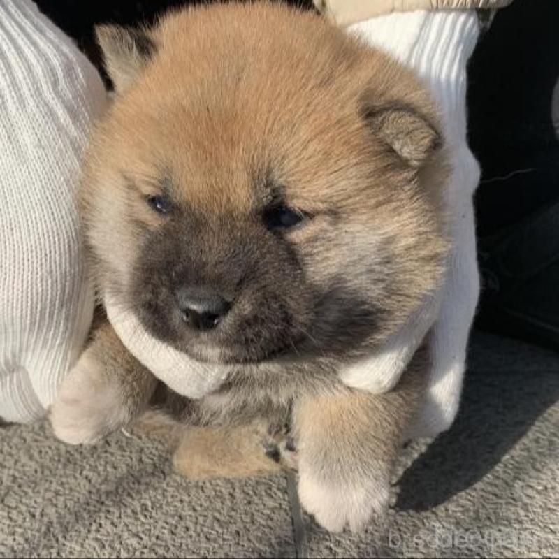 販売中の長崎県の柴犬-440564の7枚目