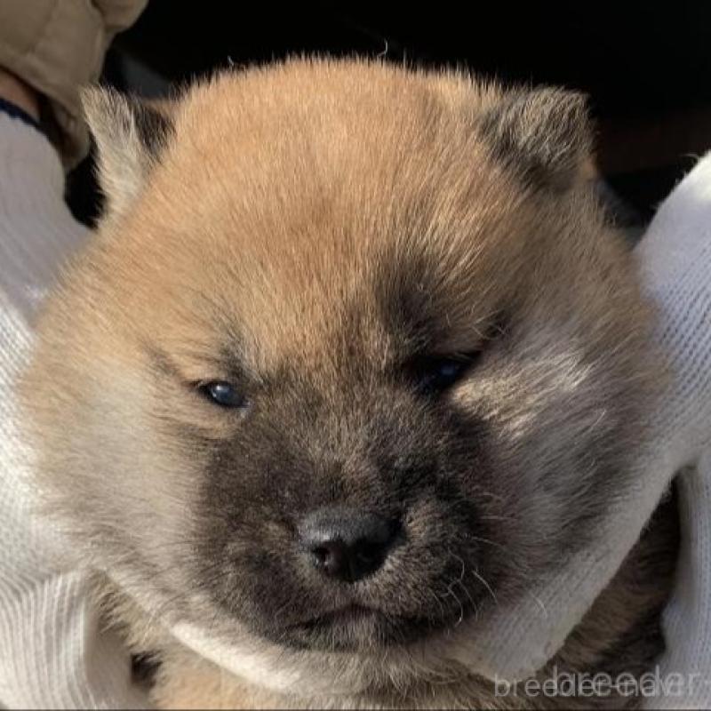 販売中の長崎県の柴犬-440564の6枚目