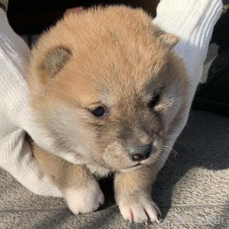 販売中の長崎県の柴犬-440567の10枚目