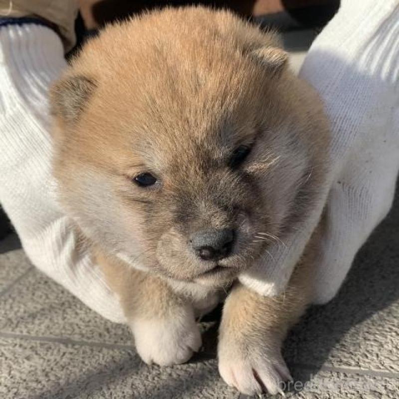 販売中の長崎県の柴犬-440567の9枚目