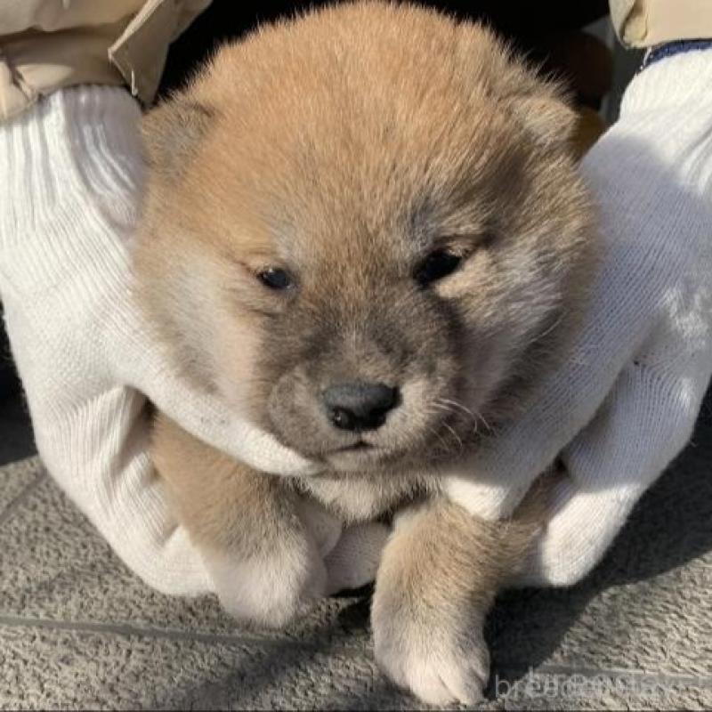 販売中の長崎県の柴犬-440567の8枚目