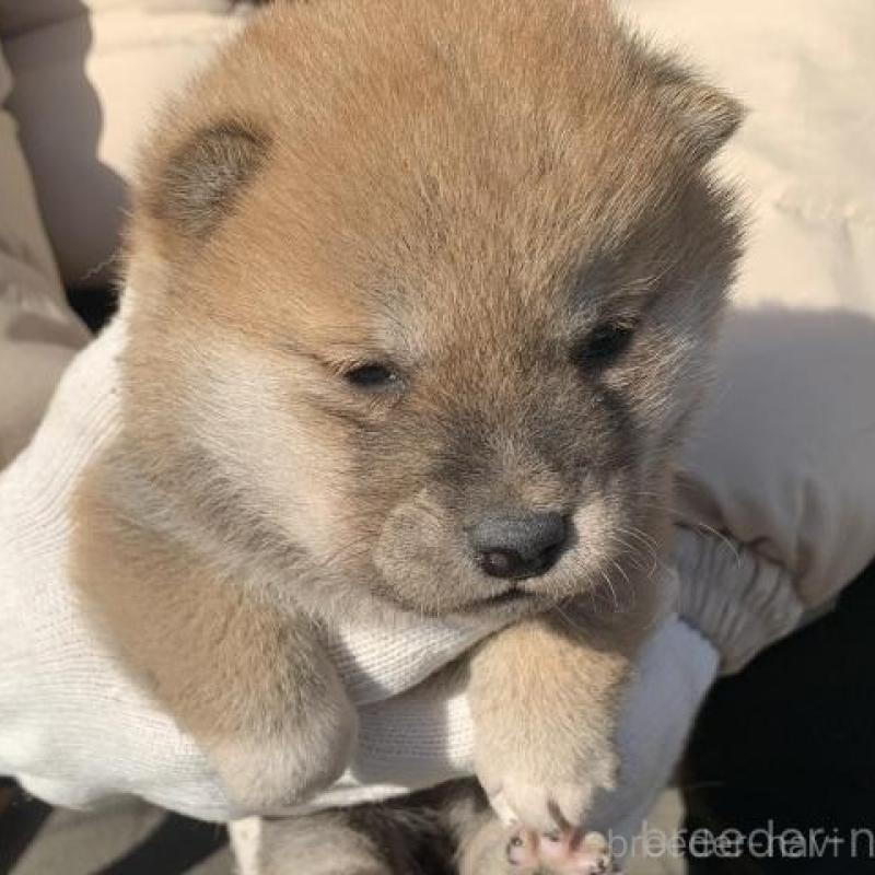 販売中の長崎県の柴犬-440567の7枚目