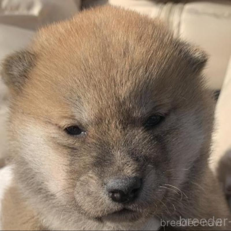 販売中の長崎県の柴犬-440567