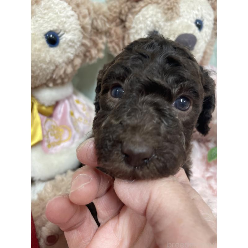 販売中の奈良県のスタンダードプードル-442454の5枚目