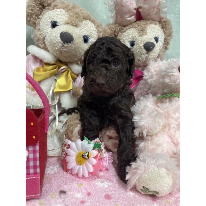 販売中の奈良県のスタンダードプードル-442454の4枚目