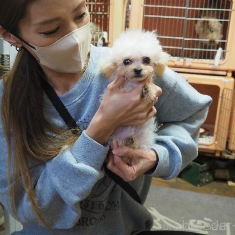 販売中の奈良県のトイプードル-420285の5枚目