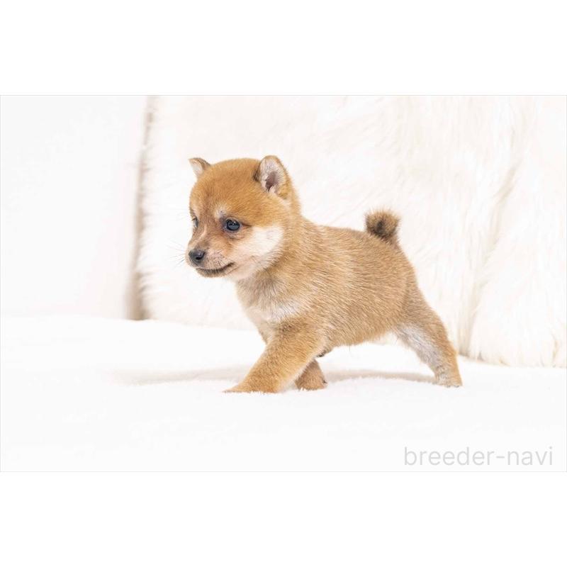 販売中の大分県の豆柴-442453の3枚目