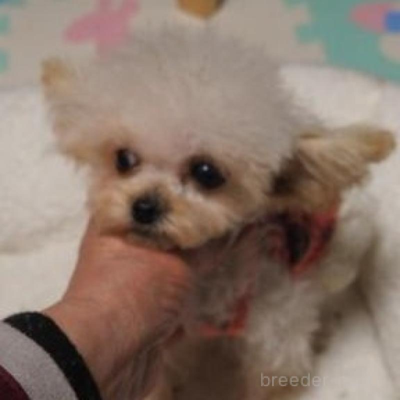 販売中の奈良県のトイプードル-420285の4枚目