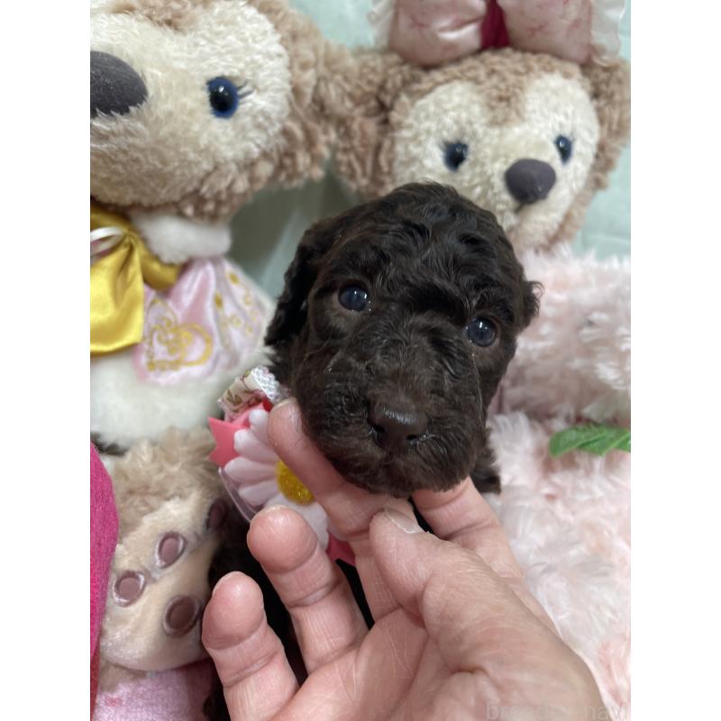 販売中の奈良県のスタンダードプードル-442454の3枚目