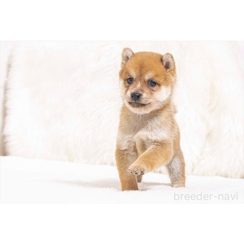 販売中の大分県の豆柴-442453の2枚目