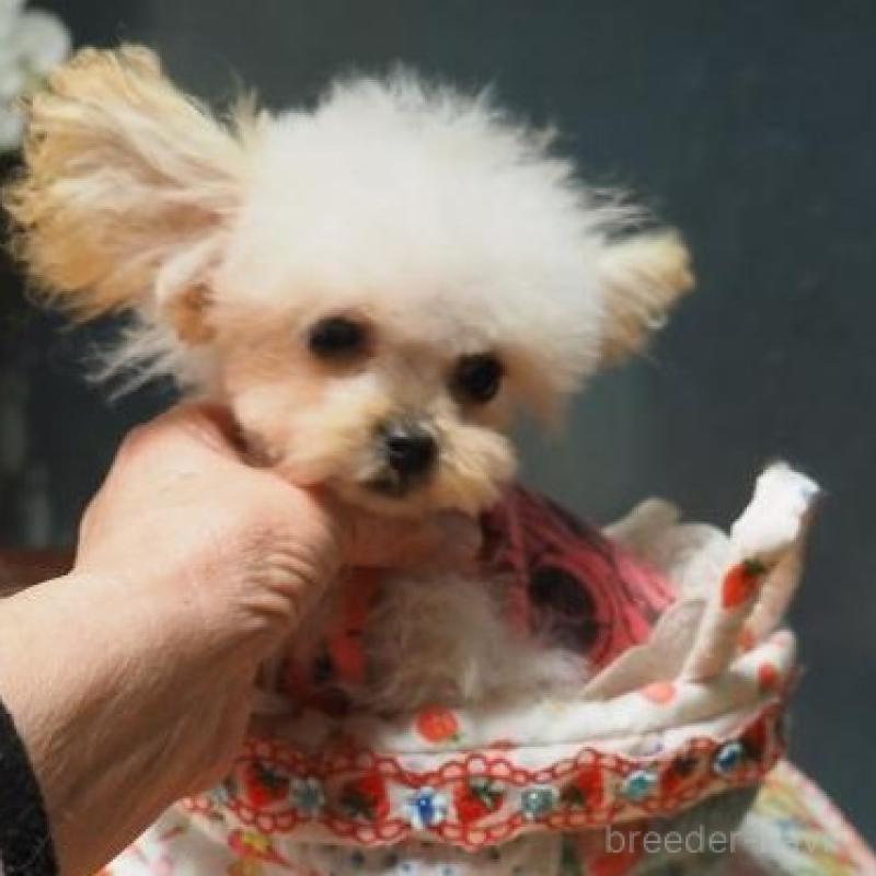 販売中の奈良県のトイプードル-420285の3枚目