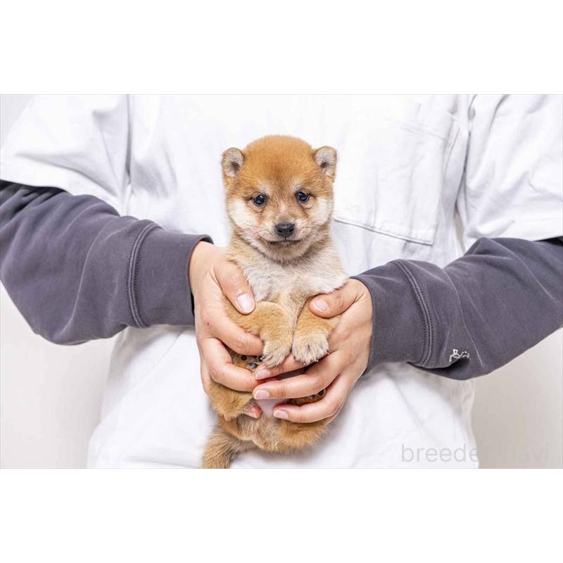 販売中の大分県の豆柴-442453