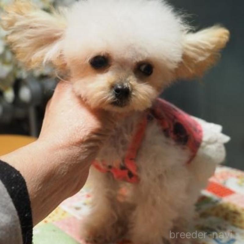 販売中の奈良県のトイプードル-420285の1枚目