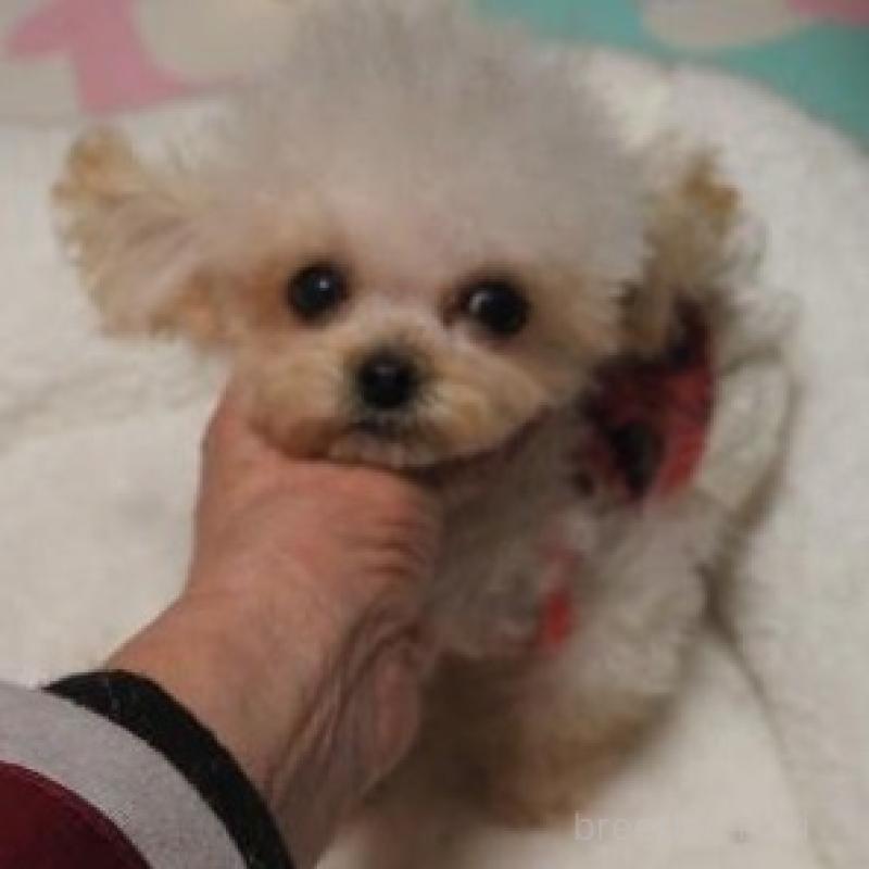 販売中の奈良県のトイプードル-420285の2枚目