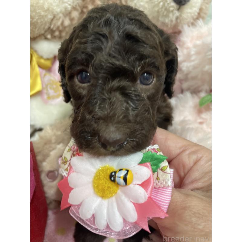 販売中の奈良県のスタンダードプードル-442454の2枚目