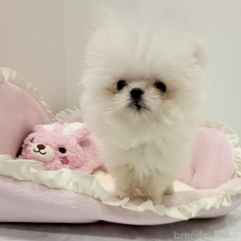 販売中の愛知県のポメマル:ポメラニアン×マルチーズ-442455の1枚目