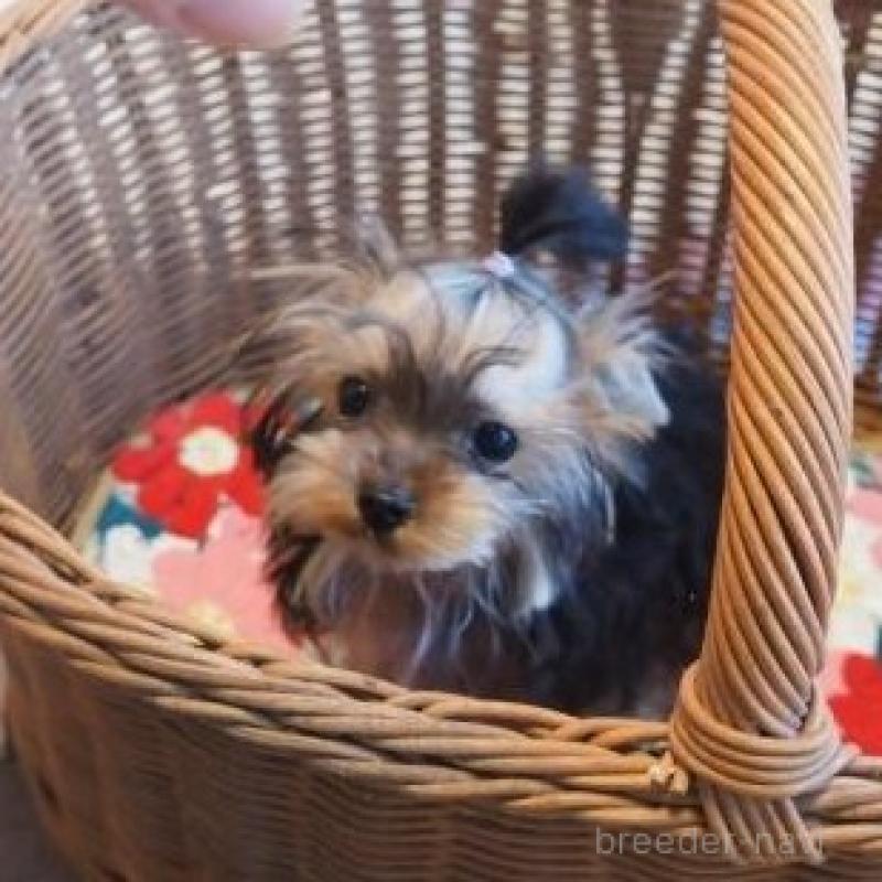 販売中の奈良県のヨークシャーテリア-427043の2枚目