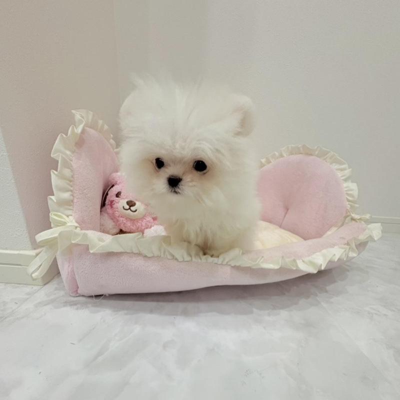 販売中の愛知県のポメマル:ポメラニアン×マルチーズ-442455の7枚目