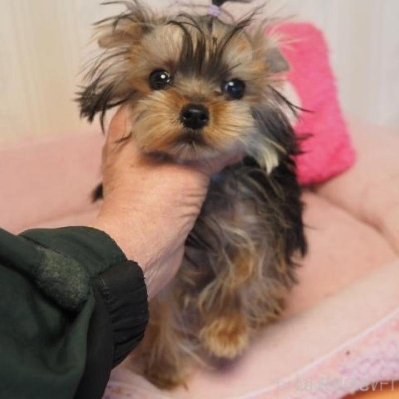 販売中の奈良県のヨークシャーテリア-427043