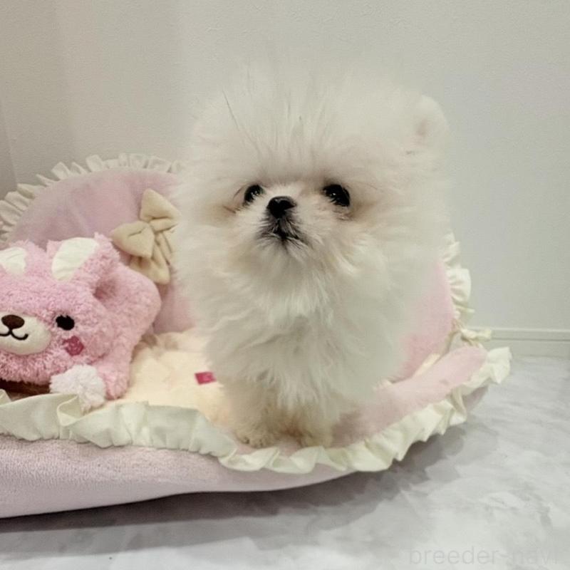販売中の愛知県のポメマル:ポメラニアン×マルチーズ-442455の6枚目