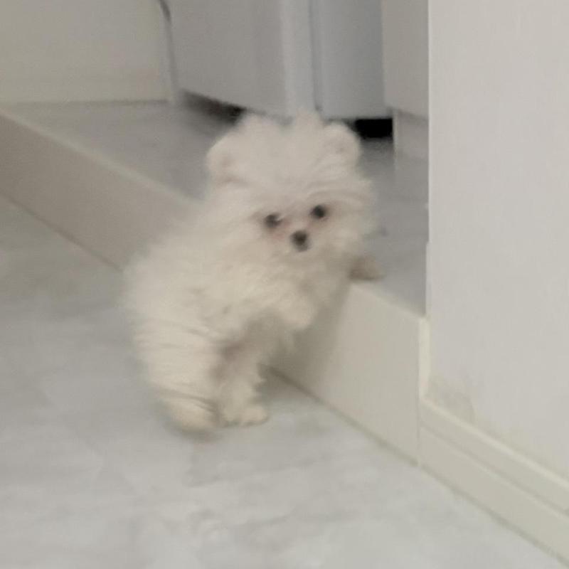 販売中の愛知県のポメマル:ポメラニアン×マルチーズ-442455の4枚目