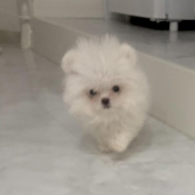 販売中の愛知県のポメマル:ポメラニアン×マルチーズ-442455の3枚目