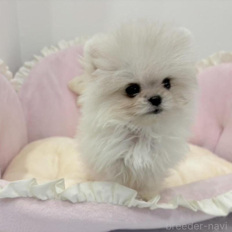 販売中の愛知県のポメマル:ポメラニアン×マルチーズ-442455の2枚目