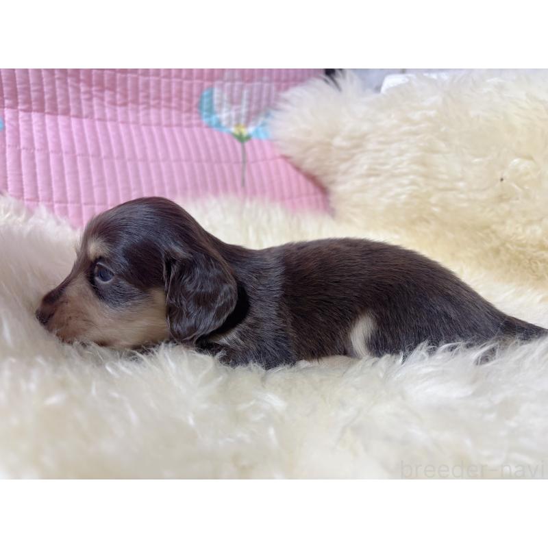 販売中の愛知県のミニチュアダックスフンド(ロングヘアード)-442633の8枚目